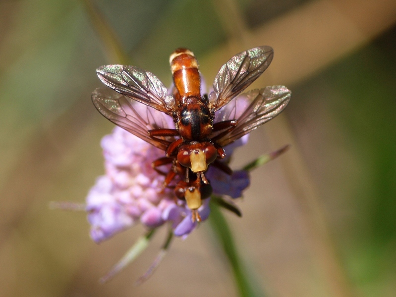 Conopidae